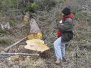 Too big for certain milling  operations, huge trees lie to rot in the slash. 